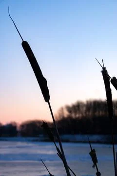Flower of broadleaf cattail Stock-Fotos