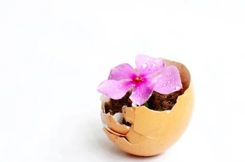 Flower in a broken eggshell Stock Photos