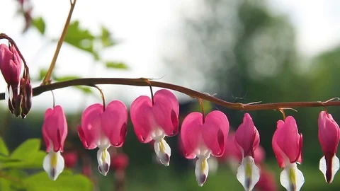 Flower Broken heart. Stock Footage 91546153