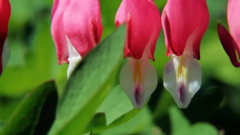 Flower Broken heart. Video stock 108984451