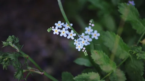Flower by the brook Video stock 94848989