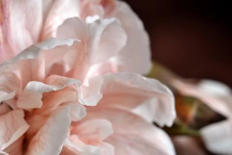 Flower on a brown background Stock Photos