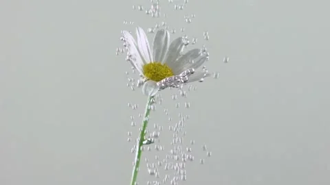 Flower bubble 1 HD25 Video stock 142582212
