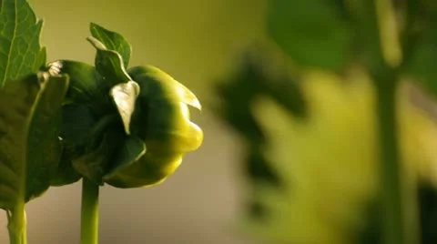 Flower Bud 037768 Stock Footage 12170309
