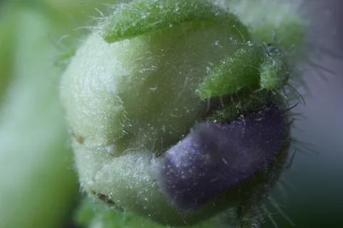 A flower bud about to bloom. Stock Photos
