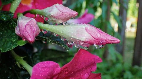 Flower-bud-after-rain Stock Photos