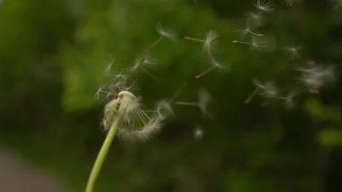Flower bud blown off Stock Footage 135285658