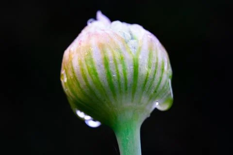 Flower bud in closeup macro Stock Photos