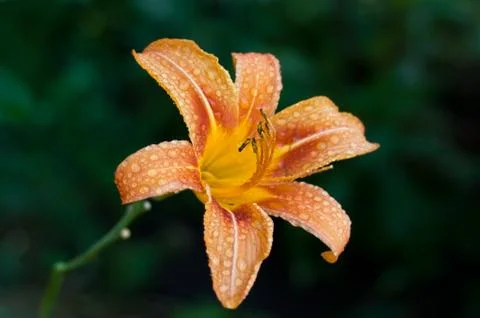 Flower bud with drops Foto stock