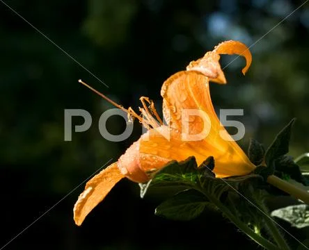 Flower bud with drops Stock Photos