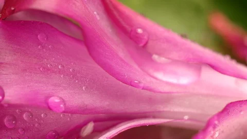 The flower Bud in the drops of rain, close Video stock 101030841