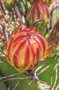 Flower bud of the ferocactus Foto stock