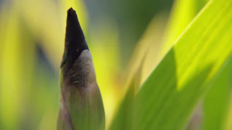 Flower Bud 動画素材 38890077