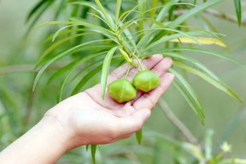 Flower bud in hand. Stock Photos