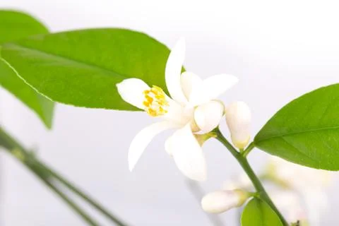 Flower bud of a lemon Stock Photos