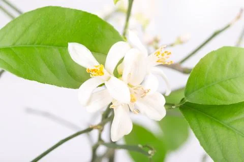Flower bud of a lemon Stock Photos