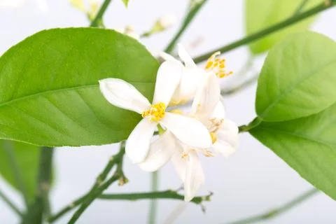 Flower bud of a lemon Stock Photos