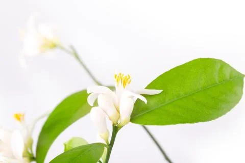 Flower bud of a lemon Stock Photos