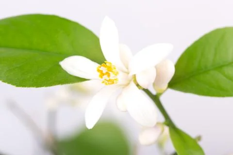 Flower bud of a lemon Stock Photos