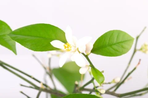 Flower bud of a lemon Stock Photos