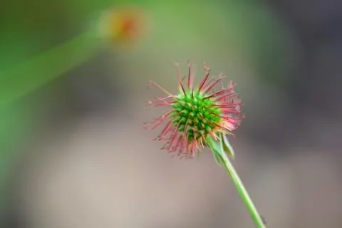 Flower bud macro Stock Photos