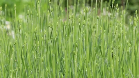 Flower bud pan out pythouse kitchen garden, wiltshire 库存影片 137394286