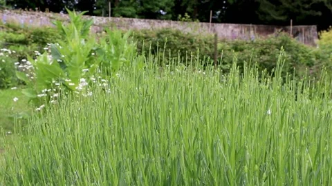 Flower bud pan in pythouse kitchen gardens, wiltshire 스톡 동영상 137394412