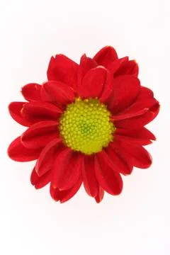 Flower bud Stock-Fotos