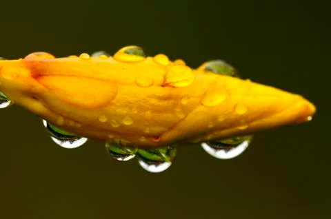 Flower bud Stock Photos