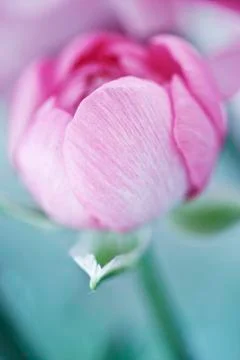 Flower bud Stock Photos