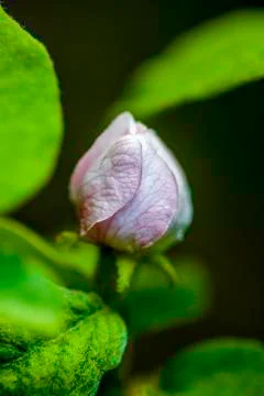 Flower bud Stock Photos