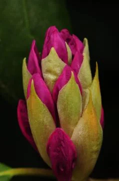 Flower bud. Stock Photos