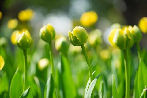 Flower bud Stock Photos
