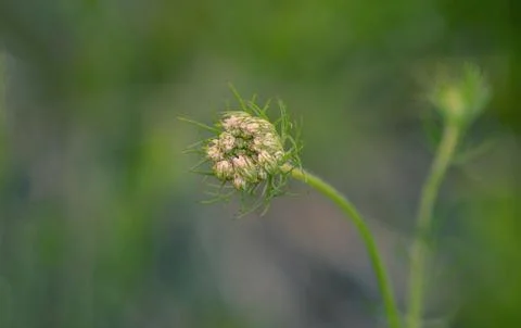 Flower Bud Stock Photos