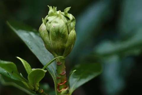 Flower bud. 写真素材