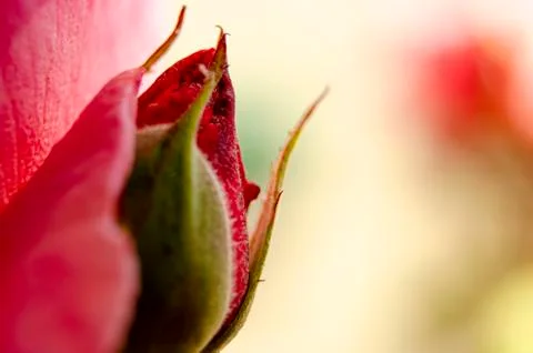 Flower bud Stock Photos