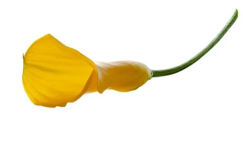 A flower with a bud Stock Photos