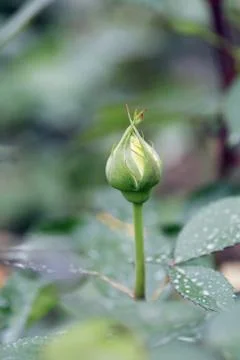 Flower bud Stock Photos