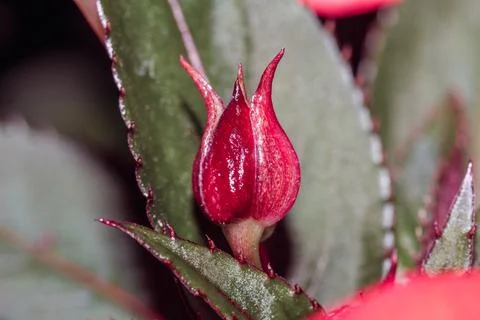 A flower bud Photos