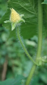 A flower bud Stock Photos