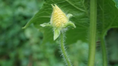 A flower bud Stock Photos