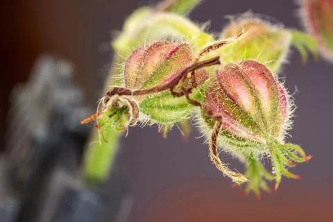 Flower bud Stock Photos