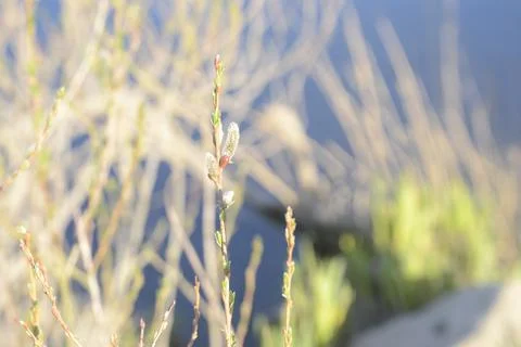 A flower bud that is preparing for summer Stock Photos