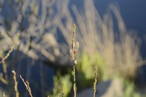 A flower bud that is preparing for summer Stock Photos