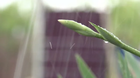 Flower Bud in the rain 4K Stock Footage
