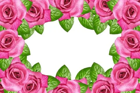 Flower bud roses on a white background Stock Illustration