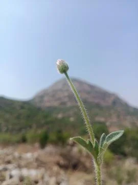 Flower bud on stem, Small green bud, Hairy plant stem Stock Photos