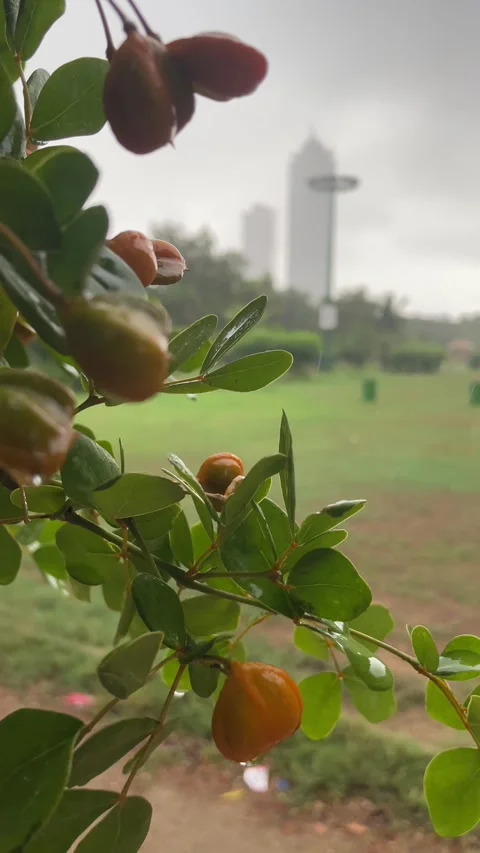 Flower bud of a tree Stock Footage 280641370
