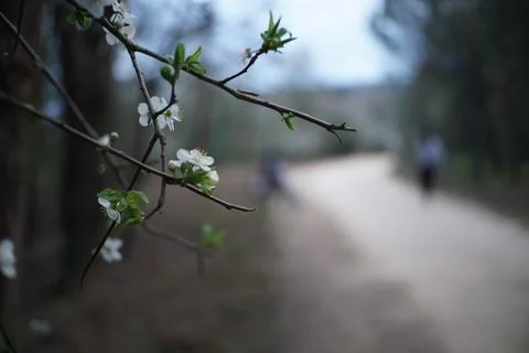Flower bud in walking path close-up in background Stock Photos