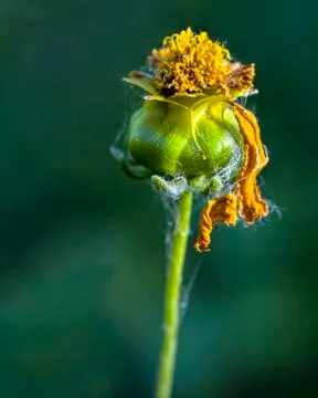Flower Bud with Withered Petals Stock Photos